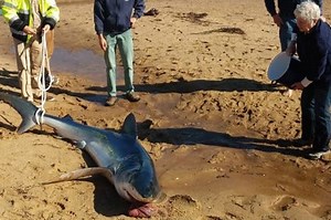 Beached Shark Saved on Cape Cod
