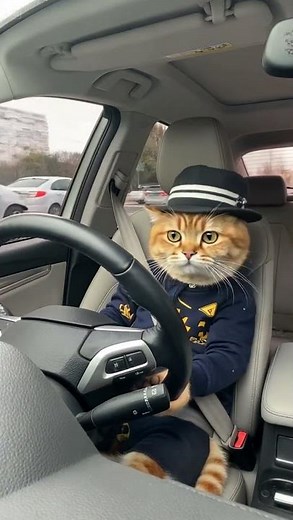 Cat Behind the Wheel | Insane Driving Skills! 😺
