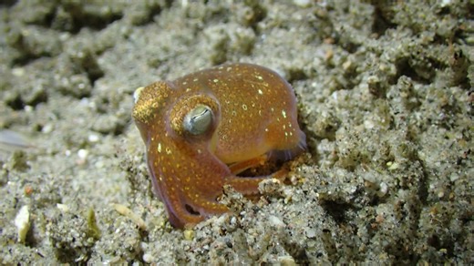 These Cute Bobtail Squids are Hiding Just Beneath the Surface of Philippine Oceans