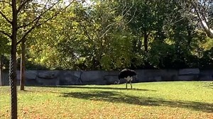 3.9K views · 92 reactions | Ostriches are the largest birds in the world! Join Sandy, education specialist, and Jess, bird zookeeper, on a trip to the African Grasslands to meet Hannibul, a male ostrich. #DetroitZoo #VirtualVitaminZ #ostrich | Detroit Zoo | Facebook