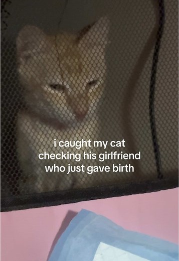Ginger Cats: Adorable Moments and Heartfelt Feelings