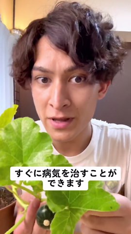 重曹＋水💧⇨うどんこ病がすぐ治る😉✨植物だけじゃなくキッチンの油、お風呂場の皮脂汚れにも使う事ができます✨ #主婦 #キッチン #お風呂 #子供のいる暮らし #ライフハック #植物 #病気 #掃除 #育て方 #簡単