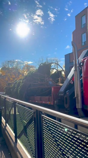 16K views · 1.1K reactions | The tallest tree Oakville’s ever seen...