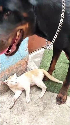 Sigma Cat Went FULL Skull Mode 😼💀 | Troll Face Can't Handle This!🔥