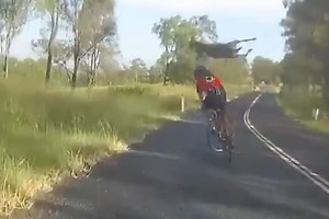 Watch this kangaroo dropkick an Aussie cyclist right in the chops