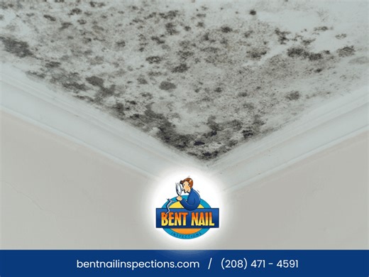 Mold Inspection Services in Boise, ID | Bent Nail Inspections