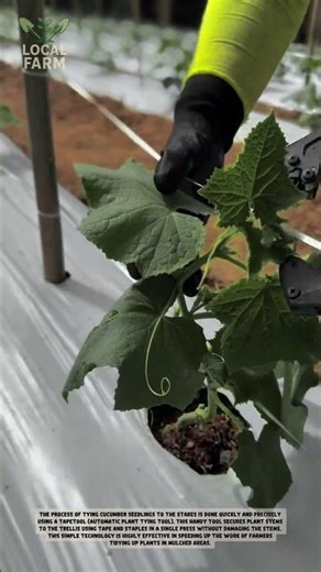 The Ultimate Tool for Tying Cucumber and Melon Seedlings to Stakes