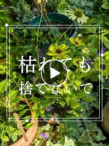 枯れても