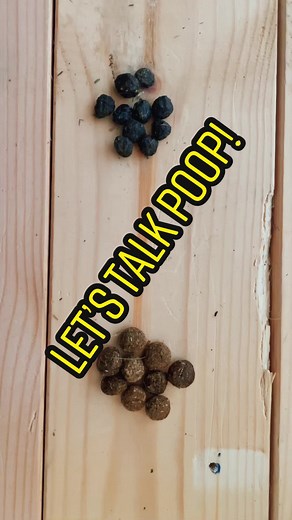 The Importance of Monitoring Your Rabbit's Poop