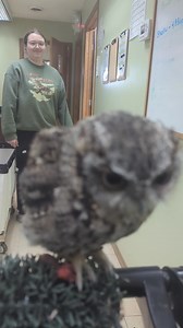 Jasper, our non-releasable Eastern Screech Owl, has been learning to fly to a perch when prompted! We are so proud of his progress! Our hope is to one day be able to showcase an owls silent flight during indoor programs with the Jaspers help! | Humane Indiana Wildlife