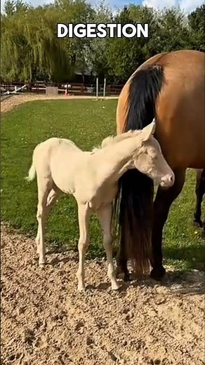 Why Is This Foal Eating Poop? #horse #foals # #goodtoknow