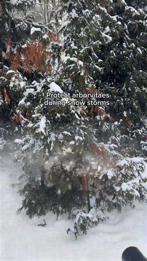 Snow protects your lawn but tests your trees. Here's how you can avoid a headache come spring. | Scotts Lawn Care