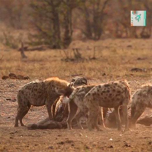 Why Hyenas Sound Like They're Laughing