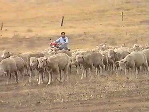 Rabbit control. Part 1: poisoning with 1080