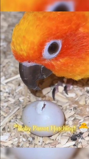 Baby Parrot Hatching Helped by Parents ❤️🐣 | Cutest Moment Ever! #Parrot #Hatching #Viral