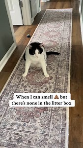 Not guilty… 💩😆 #cats #cathumor #pets #animals #comedy #catsoffacebook #fblifestyle | Willy Wonky & Charlie Bear