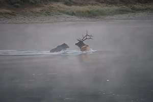 Yellowstone Grizzly Bear Attacks and Kills Bull Elk in Brutal Nature Video