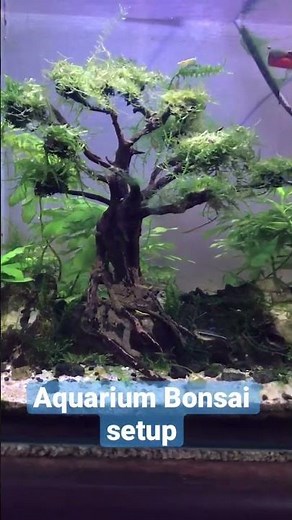 Java moss bonsai setup