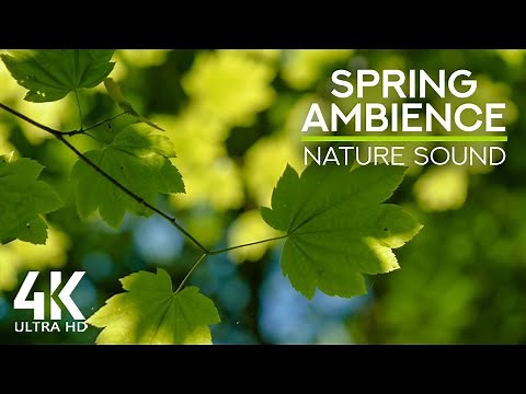 Morning Birds Songs in the Crowns of Spring Forest - Nature Ambience for Relaxation & Good Mood