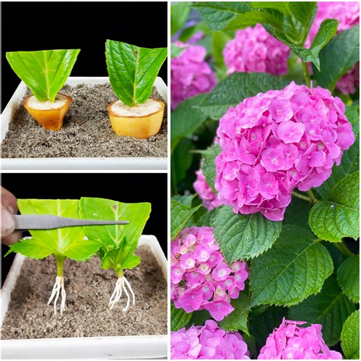 How to grow Hydrangea tree from Hydrangea leaves | leaves propagation method | DIY IndoorGarden