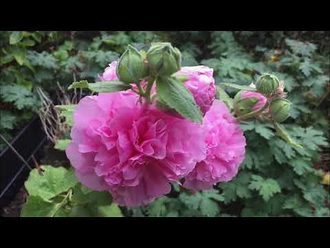 Hollyhocks Alcea Rosea flowers / how to grow Alcea plants