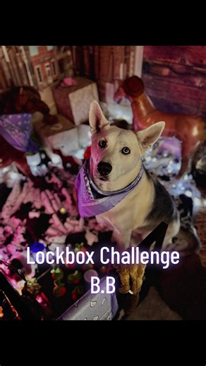 Lockbox Challenge January Tuesday 20 The Prospectors worked on figuring out how to open up special lock boxes that contains a boat load of gold! They managed to claim a small fortune using their senses and their smarts! Don’t spend all those gold nuggets in one place! Congratulations B.B! #wildwest #western #goldrush #prospector #enrichmentfordogs