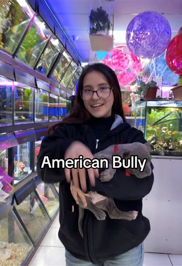 Everything You Need to Know About American Bully Puppies