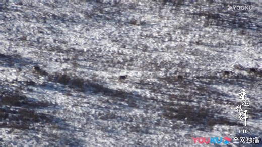 #重返狼群10周年特别纪念版 对于狼来说，自由比活着更重要。🥹🥹🥹 #ReturntotheWolves10YearAnniversarySpecialEdition #YOUKU #优酷 | 优酷Youku