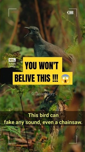 The Lyrebird: The Bird That Can Mimic ANY Sound !! #trending #shorts #animalfacts #birds #wildlife