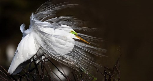 Great Egret Photos and Videos for, All About Birds, Cornell Lab of Ornithology