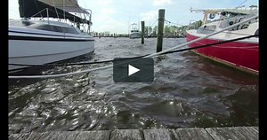 Watch Sea Leopard Online | Vimeo On Demand