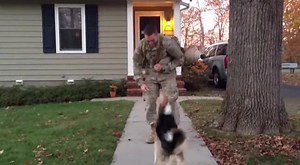 Soldier surprise the dog Reunions #SoldierSurprise #WeddingSurprise #EmotionalMoment #MilitaryHomecoming #FamilyReunion #MilitaryReunion #WeddingDay #SurpriseEntry #TearsOfJoy #HeartTouching 😱❤️ #military #usa #surprise #viralvideo | Behind The Hug
