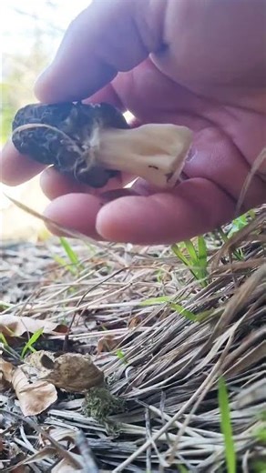 Morille Conique de Sapin d'altitude Sud Isère avril 2026 #mushroom #nature #montage