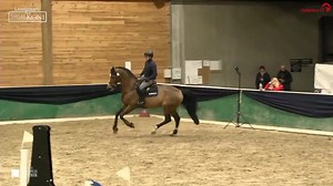 No. 46 Johnny Rep ♥️ (Harley VDL x Larthago) did impress at the AES Stallion Grading and received approved status which gives him a lifetime grading with the AES 🤩🎉👏🏼🏆 🎥 watch.clipmyhorse.tv/AES-StallionGrading2022 ☝🏼 Re-view all stallions in our archive 🤩🍿🐎 | ClipMyHorse.TV Great Britain