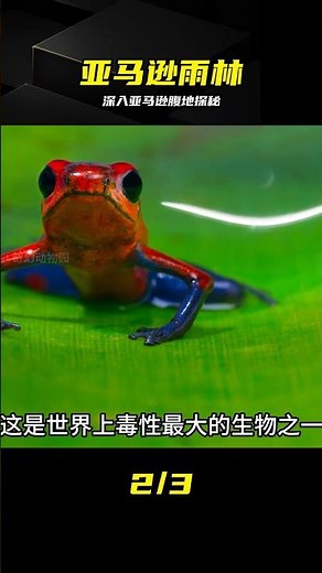 深入亞馬遜雨林腹地全程高能，見證動物世界生存法則 #亚马逊雨林，动物世界，自然探险，热带雨林，野外生存