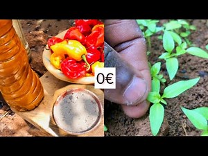 Growing all varieties of peppers in a nursery!