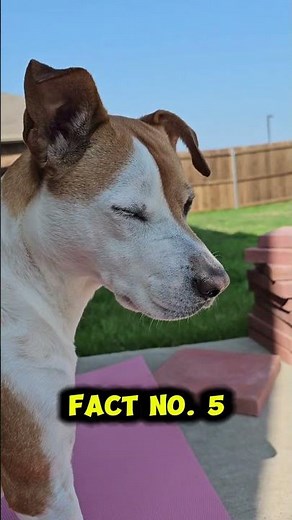 5 Incredible Pet Facts Every Animal Lover Must Know! #usa #unitedstates #petfacts #facts