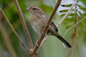 28 Species Of Sparrows In Oklahoma (ID And Song Guide)