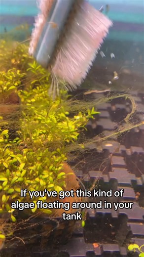 5.7K views · 21 reactions | Pull out as much algae as you can before dosing with algaefix!  If you like this brush, its herehttps://www.natureaquariums.com.au/products/nisso-filter-cleaning-brushes?_pos=13&_sid=1c4f51458&_ss=r #algae #aquariumalgae #aquariumtips #aquariummaintenance #plantedtank | Nature Pets & Aquariums | Facebook
