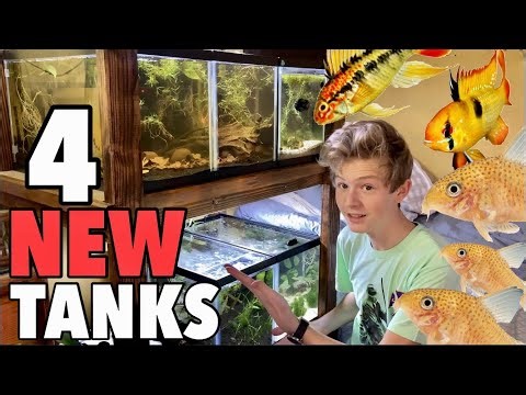Four New Aquarium Setups! 10 Gallon Breeding Rack