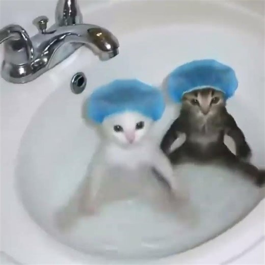 tamam da kanka ne alaka 😂😂😂😂😂 #kedi #dans