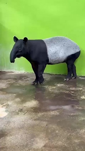 Malayan Tapir: Fascinating Facts from the Zoo