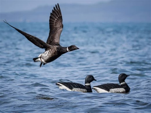 Mark Reed | What a great time down at San Quintin Bay, Mexico 🇲🇽, on a Brant Goose hunt with my good friend Arturo @bajahunting. - Baja California,... | Instagram