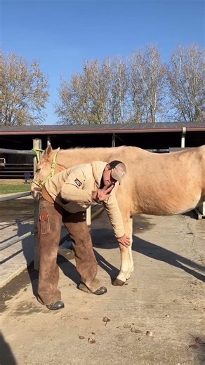 Prendere la gambe anteriori di un cavallo