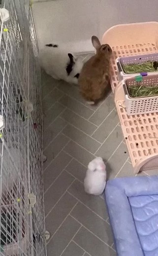 Violent rabbit#tiktok #fyp #pet #pets #cute #animals #rabbit