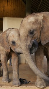 This Mother’s Day, honour the matriarch in your life through a gifted adoption ♥️ sheldrickwildlifetrust.org/mothers-day-adoptions — More information about gifted adoptions: Our eco-friendly adoption program is entirely digital and deliverable via email on the date of your choosing. Adopters receive: ✓ Personalised adoption certificate ✓ Orphans’ Project update, emailed monthly ✓ Wildlife watercolours by Angela Sheldrick ✓ Access to the latest Keepers’ Diaries ✓ Downloadable images of your adopt