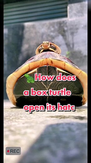 How does a box turtle open its hatch#turtle #turtles #turtletok #🐢 #reptile #reptiletiktok