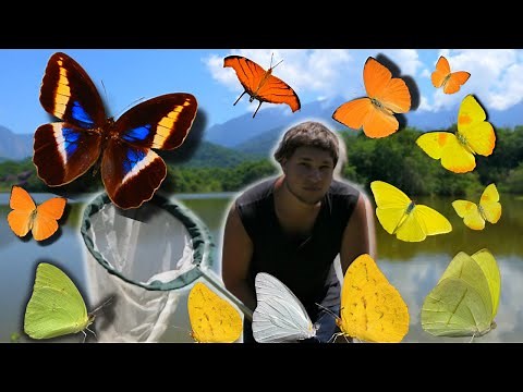 Butterflies in Brazil: Wild Brazil - BUTTERFLY Expedition! Atlantic Rainforest with Bart Coppens