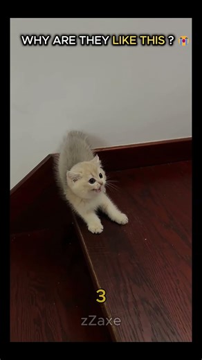 THIS CAT COMPILATION IS INSANE 😳😂
