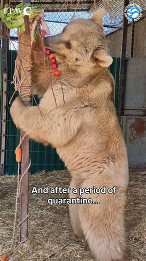 Abused Bear Survives Nine Years of Cruelty #bears #animalrescue